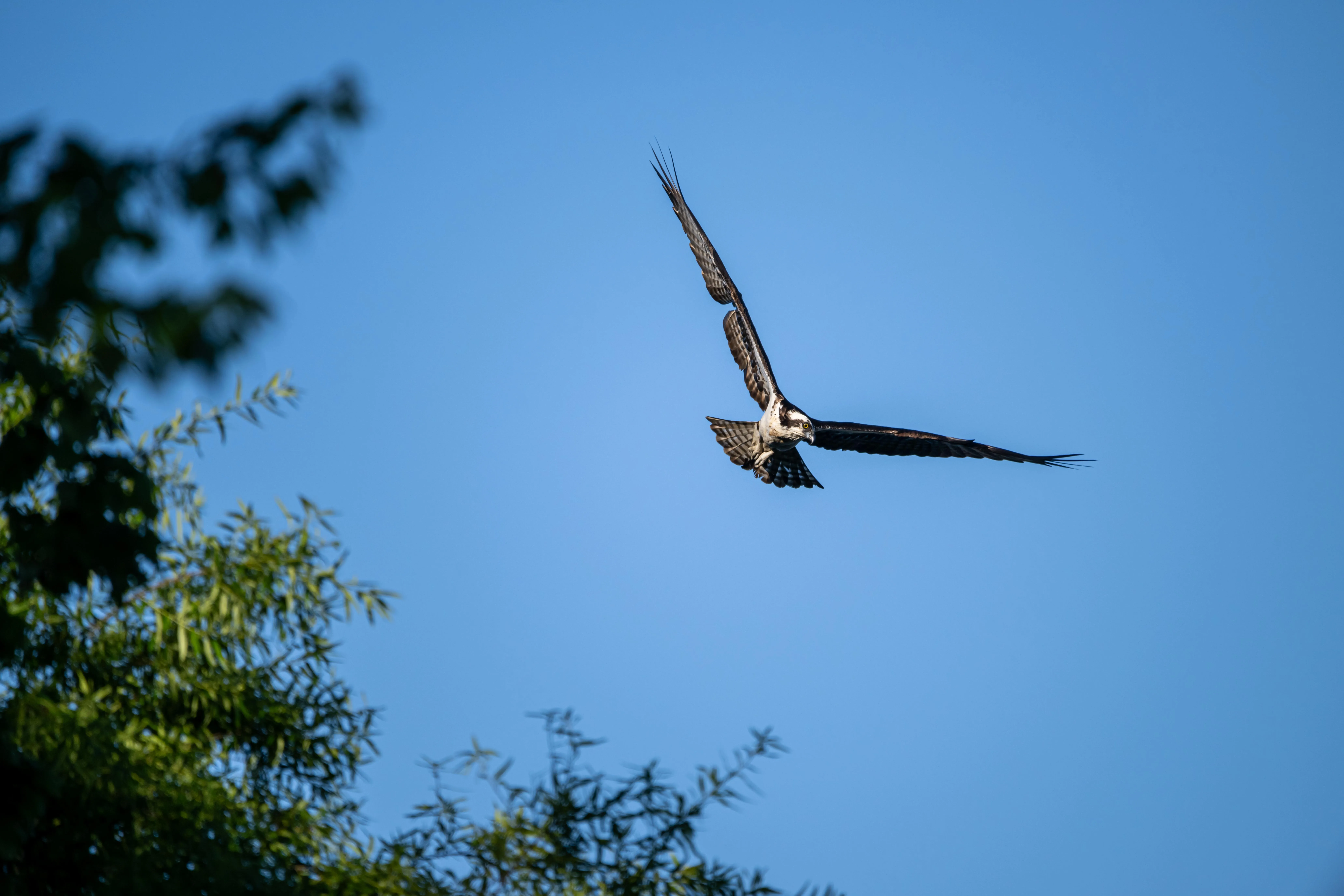 An osprey gliding with wings outstretched against a clear blue sky, framed by tree foliage at the lower left